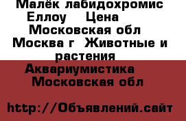 Малёк лабидохромис Еллоу  › Цена ­ 30 - Московская обл., Москва г. Животные и растения » Аквариумистика   . Московская обл.